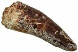 Fossil Triassic Reptile (Phytosaur) Tooth - New Mexico #219442-1